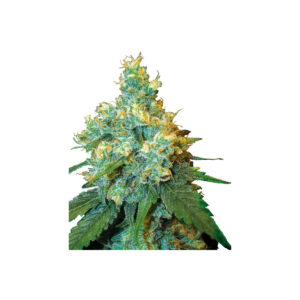 Jack Herer - Sensi Seeds regulär 10er Pack