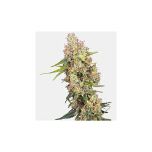 Mandarine Punch - Sensi Seeds feminisiert 3er Pack