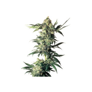 Northern Lights Auto Feminisiert 3er Pack