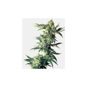 Northern Lights - Sensi Seeds feminisiert 3er Pack