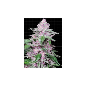 Purple Cookie Kush - Sensi Seeds feminisiert 3er Pack