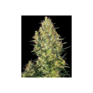 Shiva Skunk - Sensi Seeds feminisiert 3er Pack