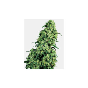 Skunk#1 - Sensi Seeds feminisiert 3er Pack