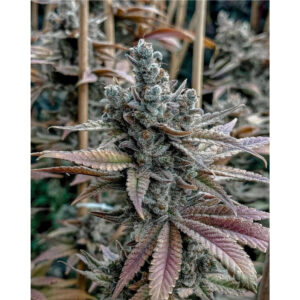 Lemon Elixir - Solfire Gardens feminisiert 6er Pack