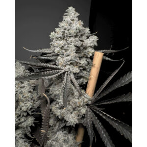 Barf Breath - Solfire Gardens feminisiert 6er Pack
