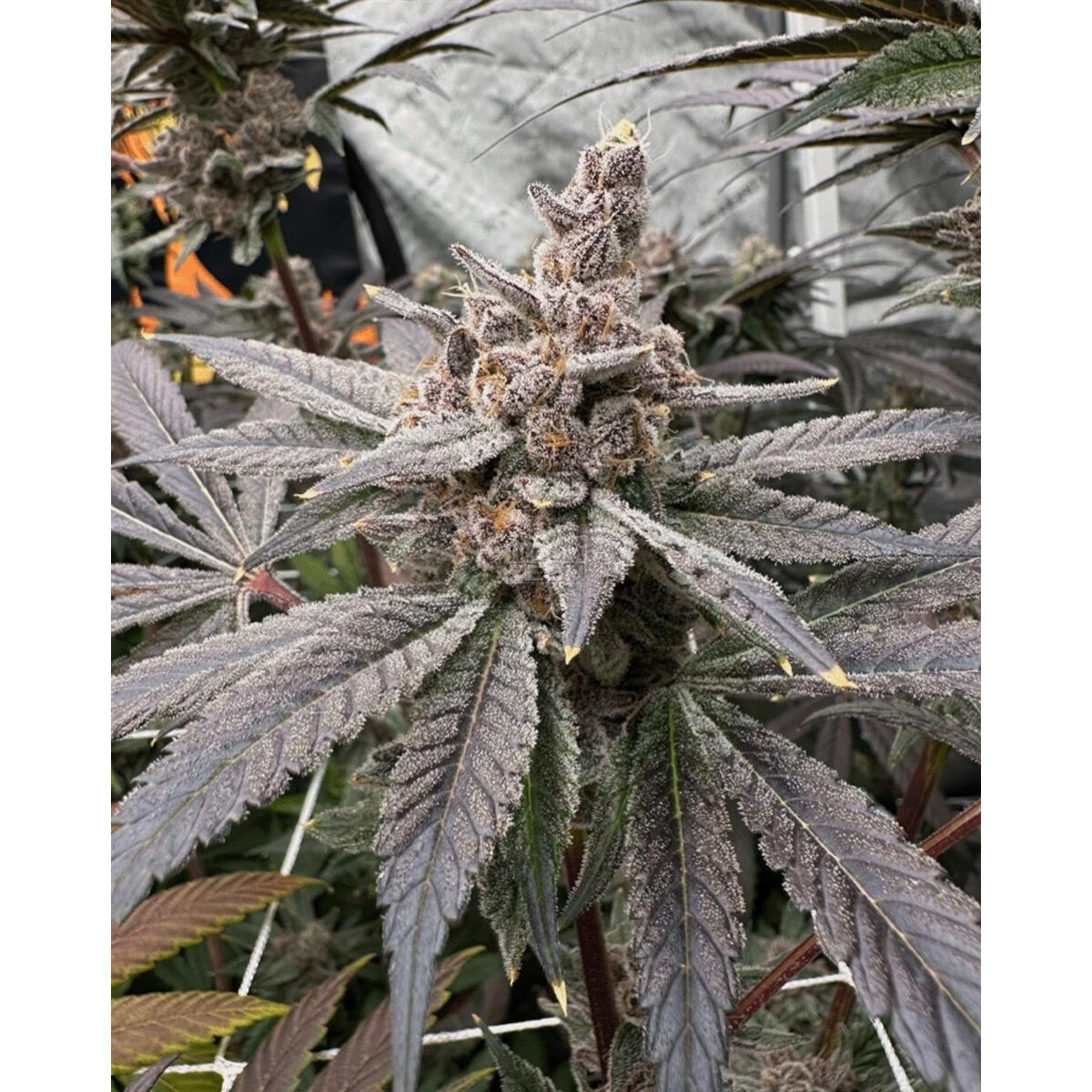 Gasserole - Solfire Gardens feminisiert 6er Pack