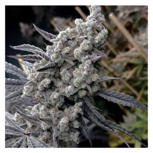 Pineapple Pucker - Solfire Gardens feminisiert 6er Pack