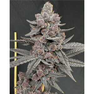 Sinferno - Solfire Gardens feminisiert 6er Pack