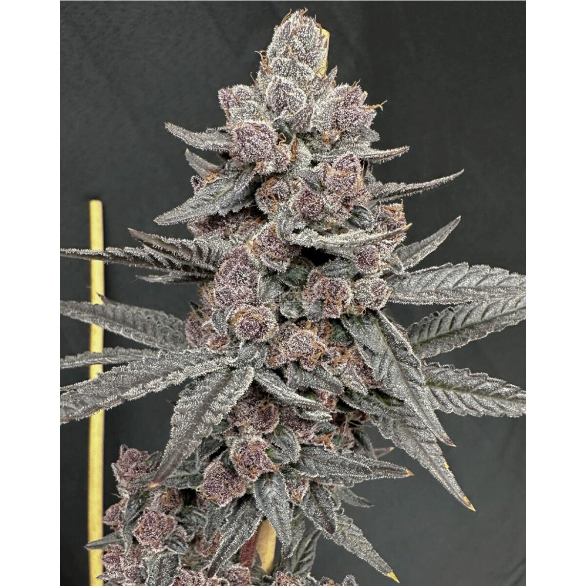 Sinferno - Solfire Gardens feminisiert 6er Pack