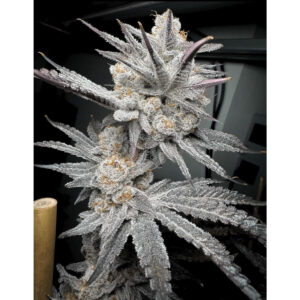 Trich Beast - Solfire Gardens feminisiert 6er Pack