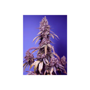 Black Muffin F1 Fast - Sweet Seeds feminisiert 3er Pack