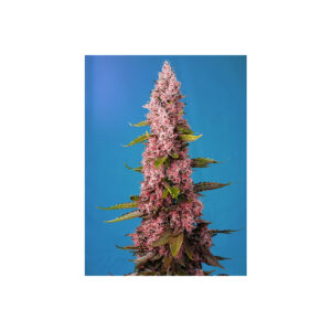 Red Hot Cookies - Sweet Seeds feminisiert 3er Pack