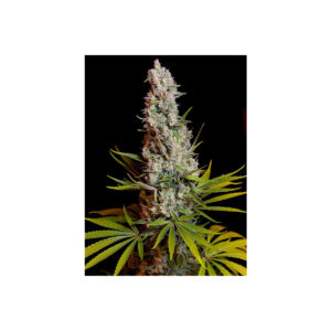 Sweet Cheese - Sweet Seeds feminisiert 3er Pack