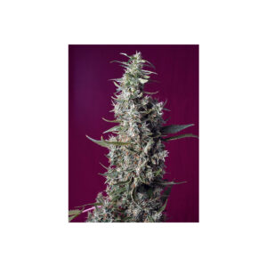 Sweet Cherry Pie - Sweet Seeds feminisiert 3er Pack