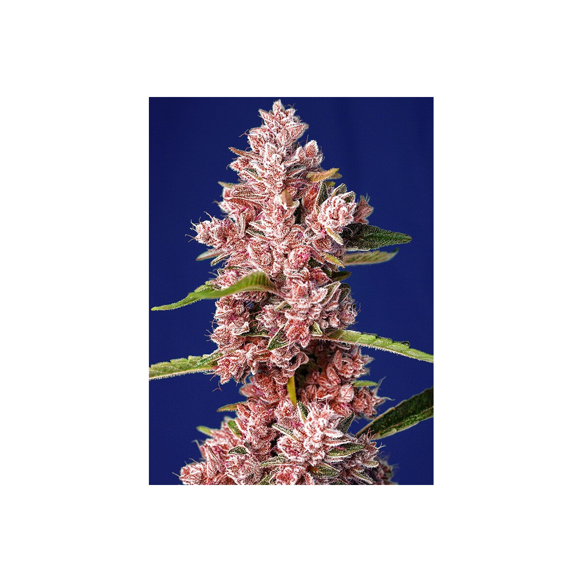 Tropicanna Poison F1 - Sweet Seeds feminisiert 3er Pack