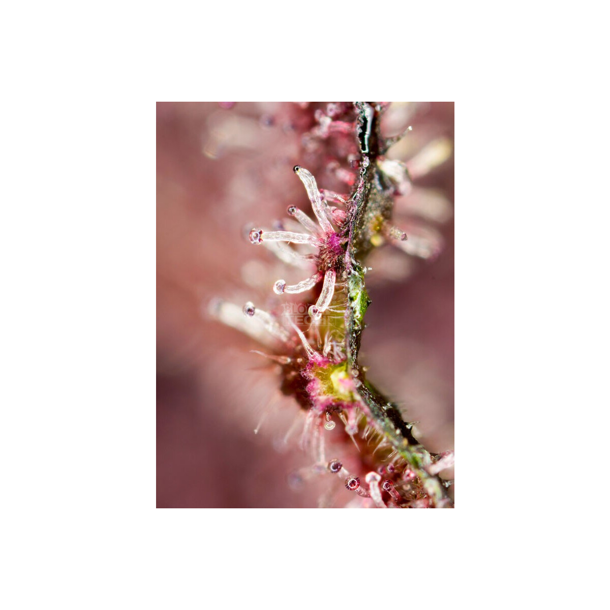 Tropicanna Poison F1 - Sweet Seeds feminisiert 3er Pack