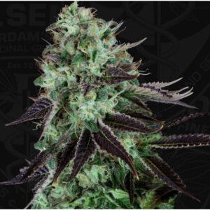 Darkstar - T.H. Seeds regulär 5er Pack