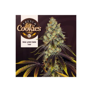 French Cookies - T.H. Seeds feminisiert 6er Pack