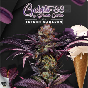French Macaron - Gelato 33 X French Cookies - T.H. Seeds feminisiert 6er Pack