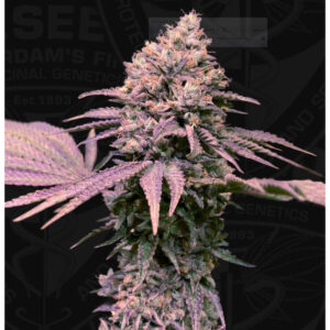 London Mint Cake - T.H. Seeds feminisiert 6er Pack