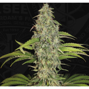 S.A.G.E. CBD - T.H. Seeds feminisiert 2er Pack
