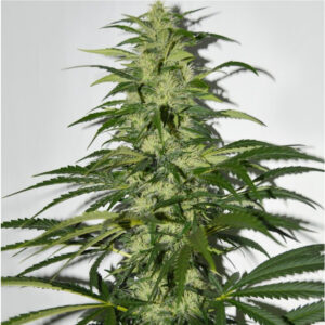 S.A.G.E. - T.H. Seeds feminisiert 5er Pack