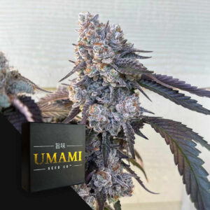 Frostade – Umami Seeds feminisiert 6er Pack