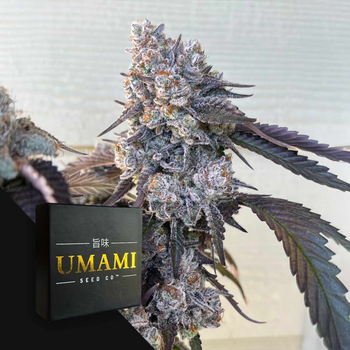Frostade – Umami Seeds feminisiert 6er Pack