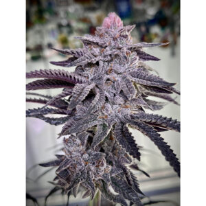 Zoba BX1 - Umami Seeds feminisiert 6er Pack
