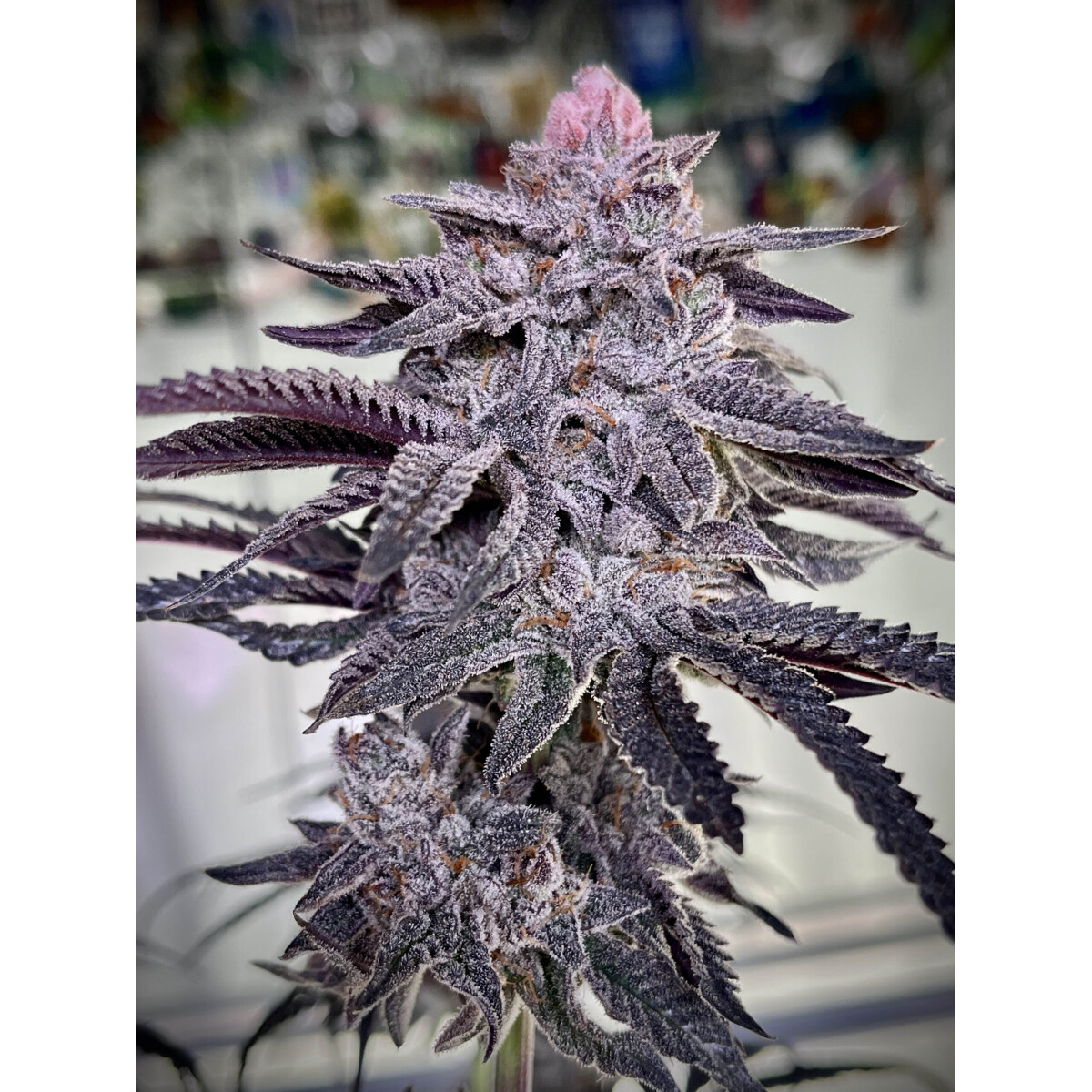 Zoba BX1 - Umami Seeds feminisiert 6er Pack