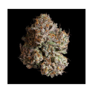 Obsidian - Wizard Trees feminisiert 3er Pack
