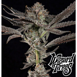 Propa Candy - Wizard Trees feminisiert 3er Pack