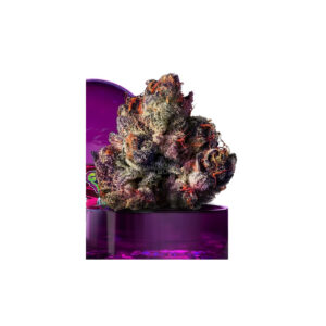 Rainbow Gelato - Wizard Tree feminisiert 3er Pack