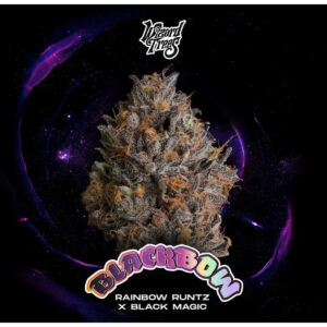 Black Bow - Wizard Trees feminisiert 3er Pack