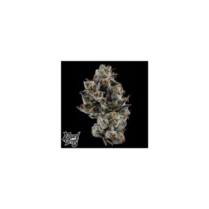 Cali Tings - Wizard Trees feminisiert 3er Pack